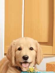 Happy Birthday Jim GIF