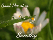 Happy Sunday GIF, number 75