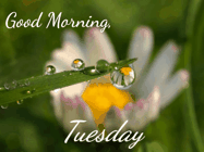 Happy Tuesday GIF, number 75
