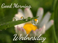 Happy Wednesday GIF, number 75