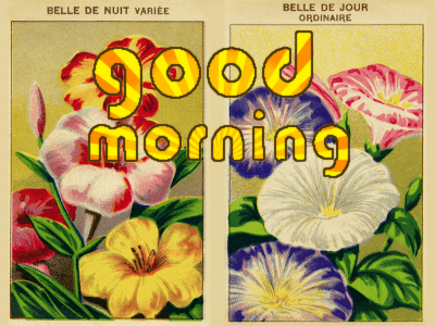 Good Morning Flower gif 2