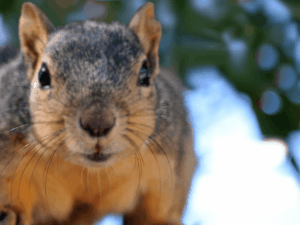 Happy Birthday GIF:Squirrel says birthday name with a cupcake