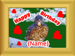 Happy Birthday GIF:Birthday picture: bird stars red cursive