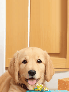 Cute dog golden retriever happy birthday gif. A hat falls onto his head and he wink at you. Customize the birthday wish.
