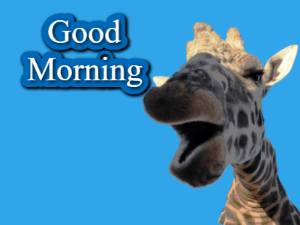 GIF: Giraffe says Good Morning to You