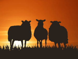 GIF: Silhouette sheep saying good morning with subtitles