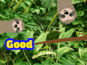 Jungle sloths say good morning